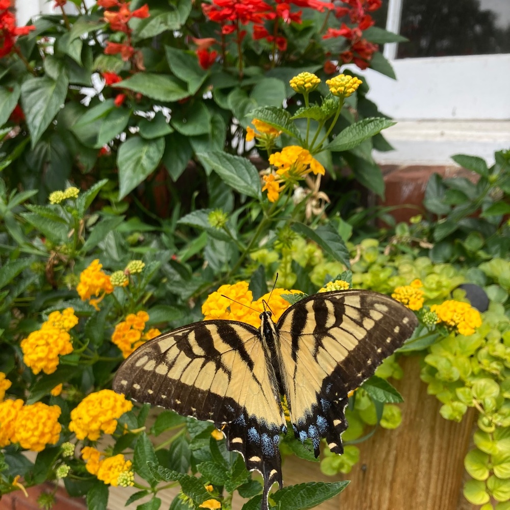 Meet your Posher, Sandy